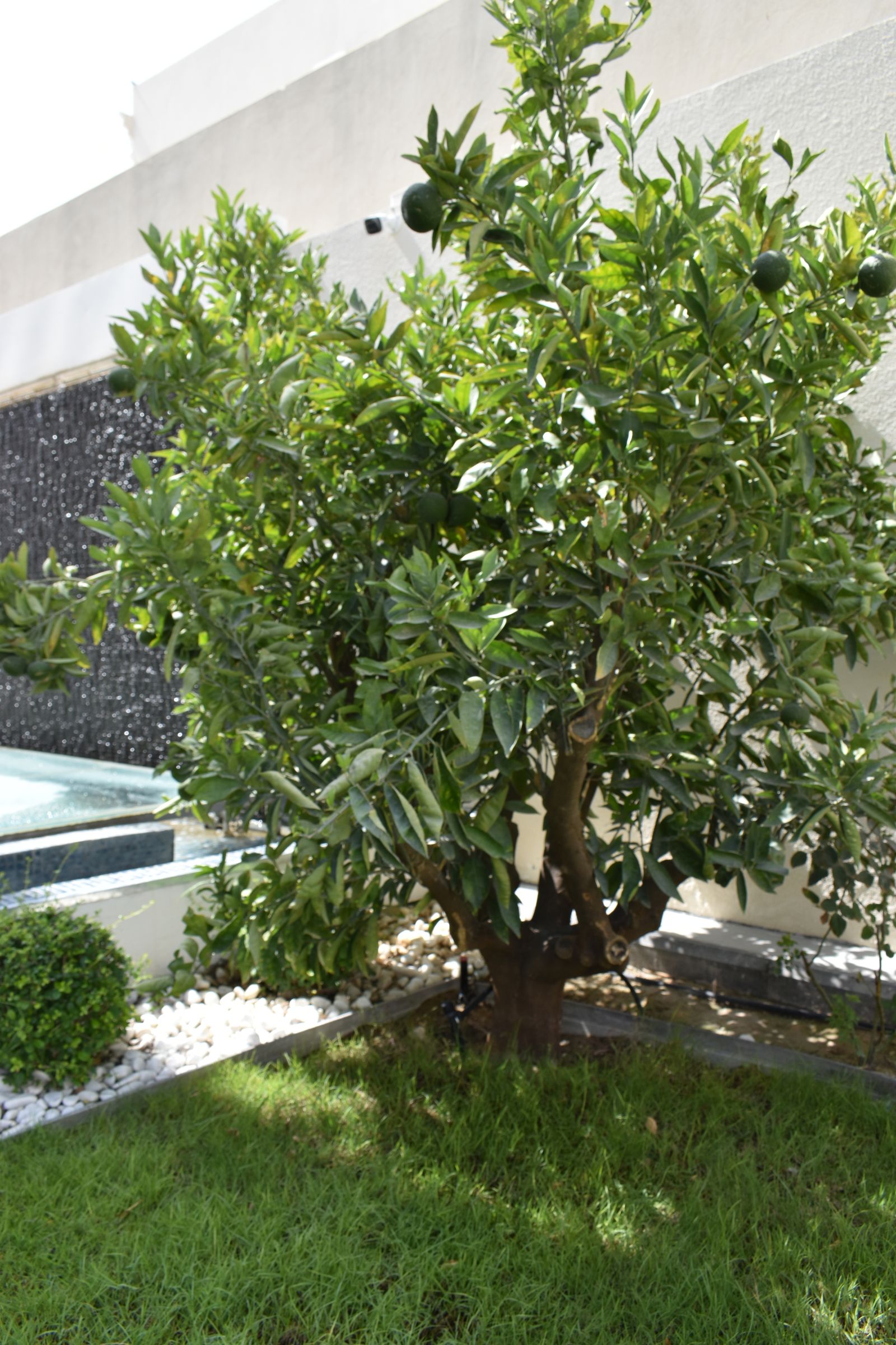 Mature interior planting under a pergola canopy