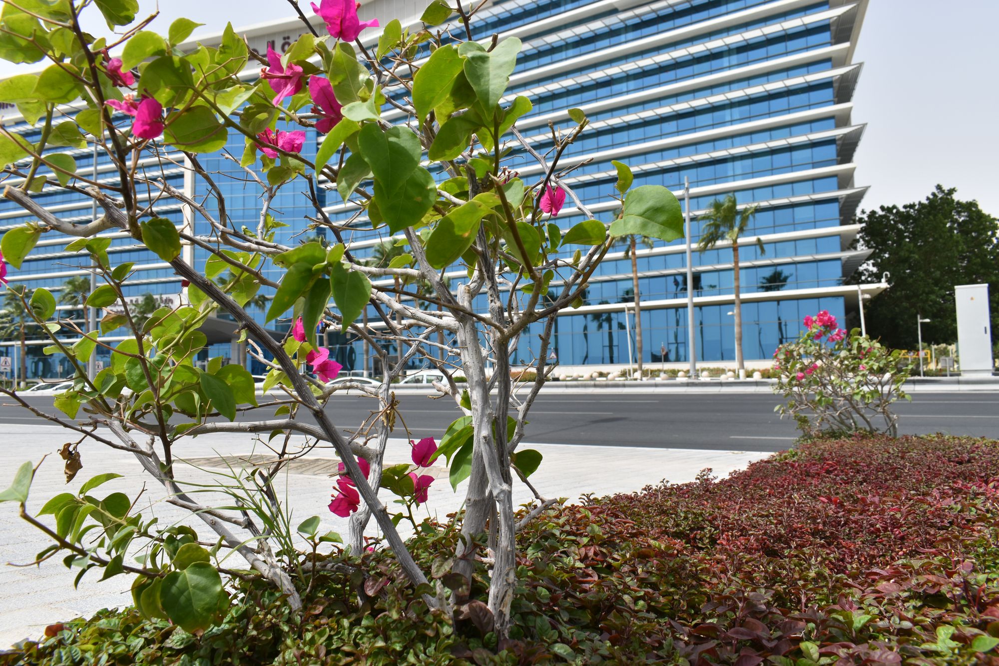 Indoor pergola dining landscape at Le Royal Méridien, Doha