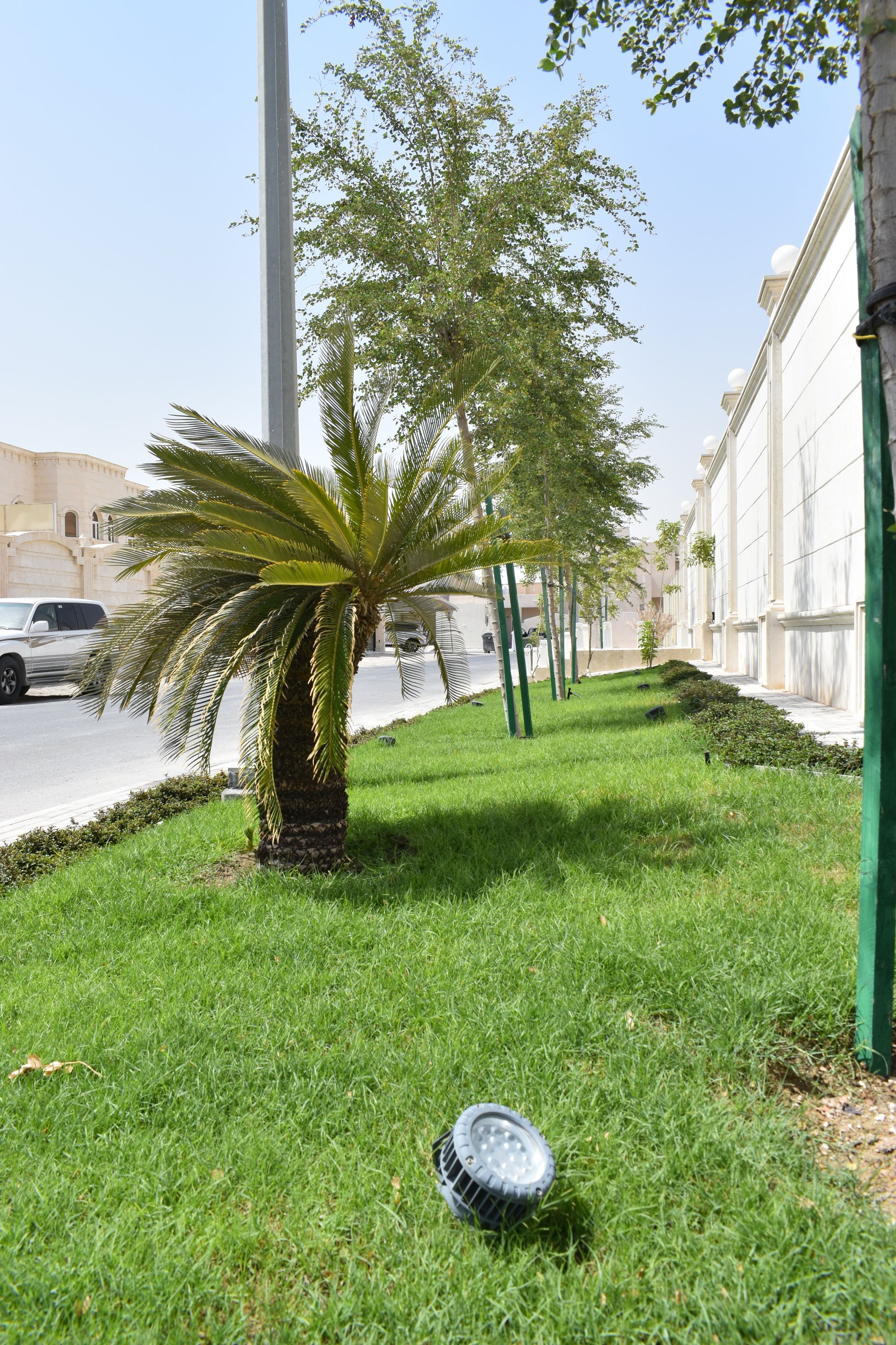 Private villa garden with lawn and feature planting, Doha